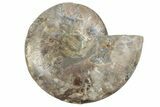 Cut & Polished Ammonite Fossil (Half) - Madagascar #213056-1